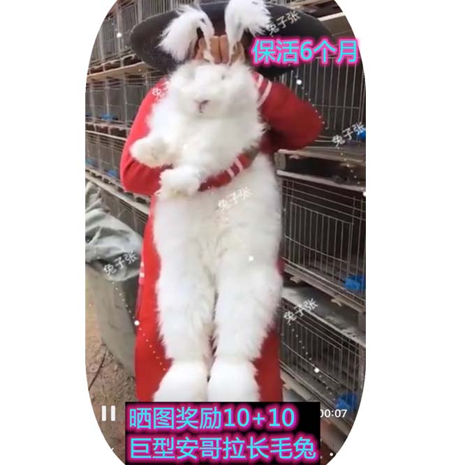 活体兔子巨型