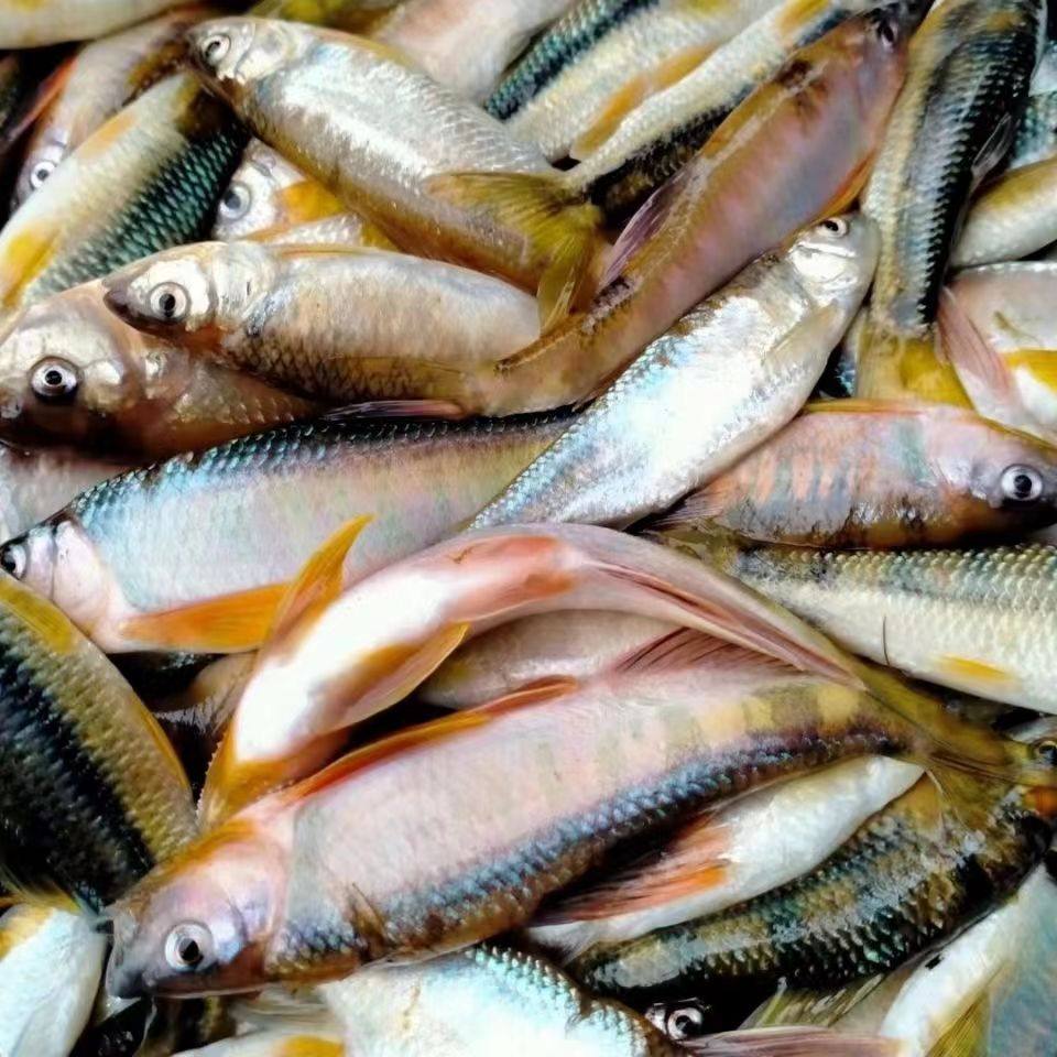 江西上犹新鲜鱼冰鲜小鱼淡水鱼马口鱼特产桃花鱼溪哥冷冻鲜顺丰