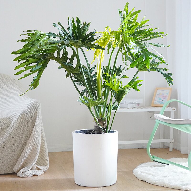 乾芳-特价促销-优惠券领取-价格|多少钱|什么牌子好-35优惠券网站