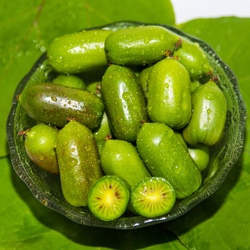 迷你软枣猕猴桃