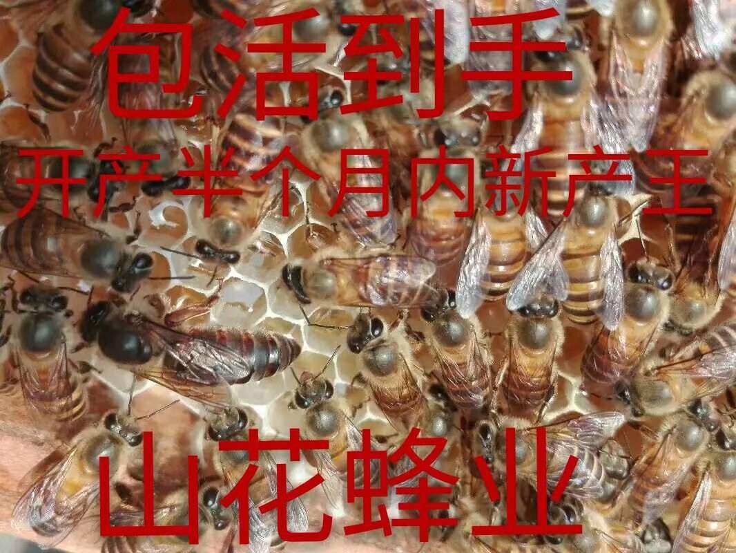 中蜂蜂王红环王阿坝双色杂交王高产王良种新产卵王热销中山花小哥