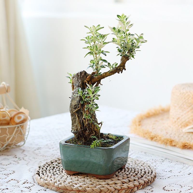 六月雪金边老桩盆栽小叶提根悬崖小苗造型抱石微盆景客厅植物绿植