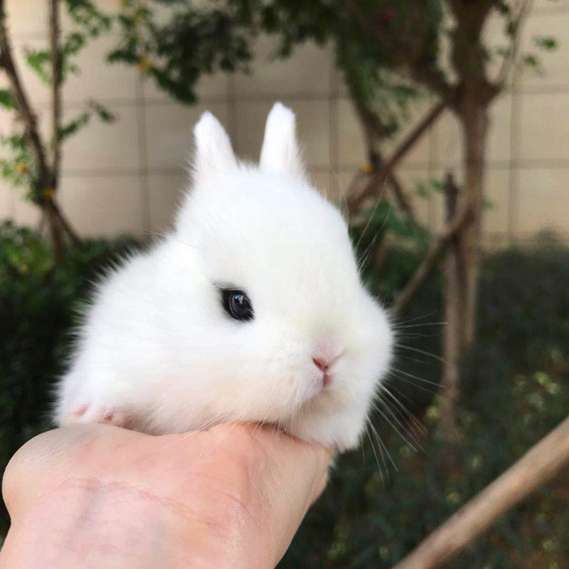 小兔子活物侏儒兔小型凤眼海棠猫猫兔垂耳兔道奇茶杯宠物兔子活l