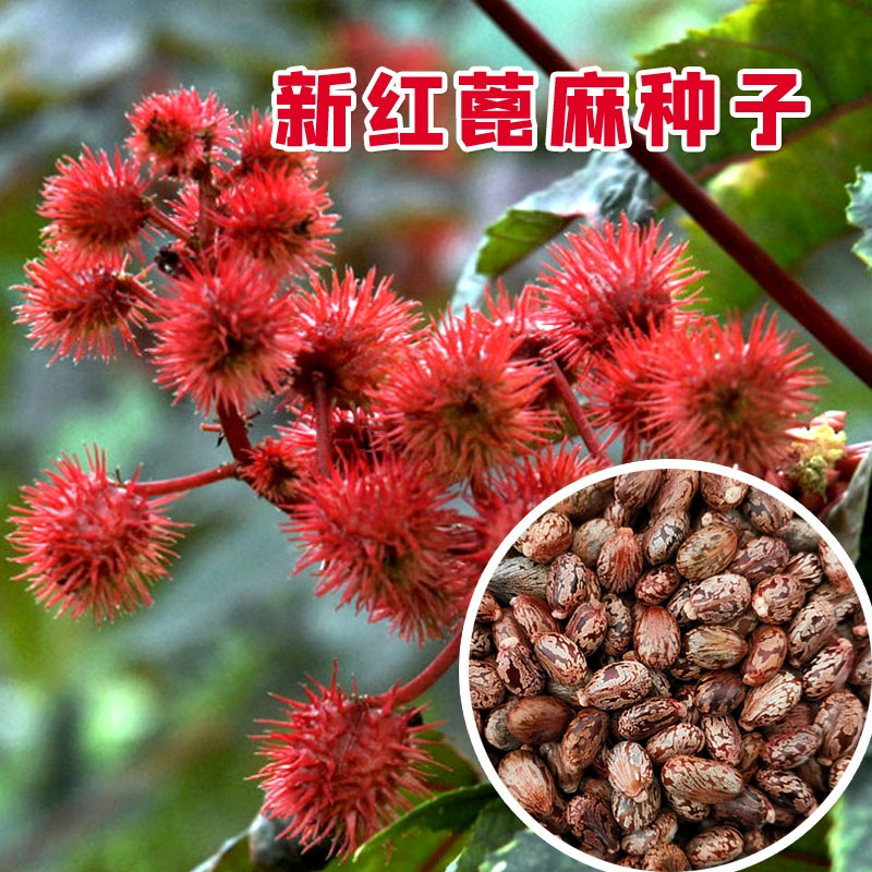 多年生蓖麻子种子野生红蓖麻籽大麻子榨油观赏中药材蓖麻仁蓖麻