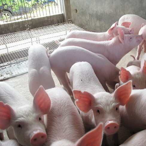 长白猪活猪大约克猪仔二元三元母猪杜洛克种公猪苏太母猪活苗包.