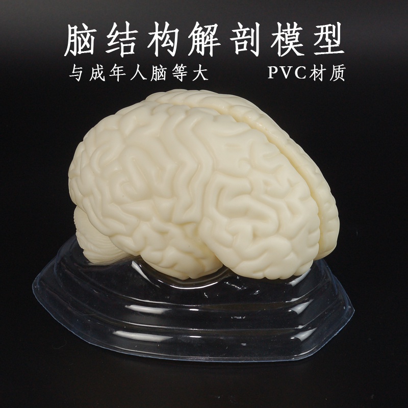 新品生理教学器材人体脑部解剖模型头分解pvc材料等大剖结构中学 蝶