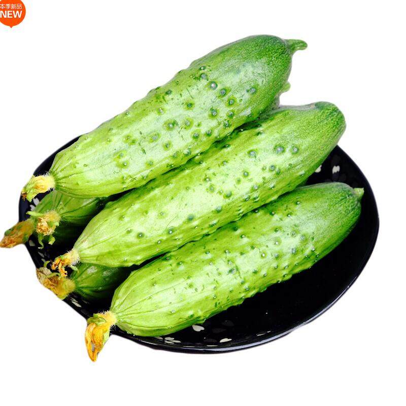 2022现摘东北农家旱黄瓜新鲜小青瓜水果蔬菜绿黄瓜带刺脆皮水果