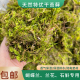 新鲜干苔藓兰花蝴蝶兰专用水苔兰花种植干苔藓青苔营养土爬宠垫材