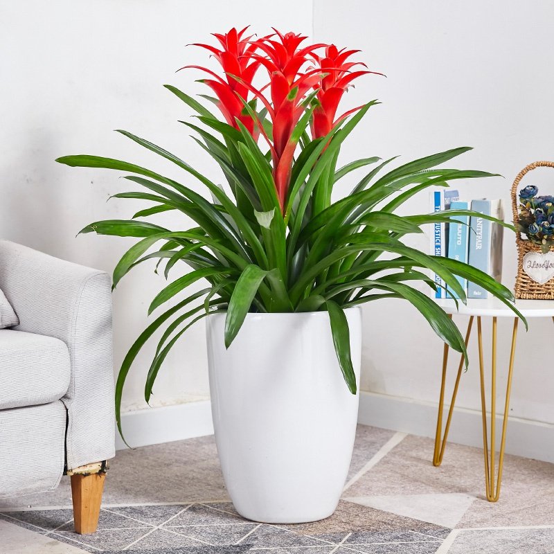 客厅放的大棵绿植