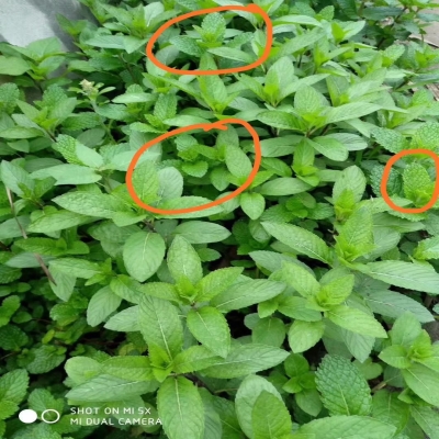四川鱼香藿香苗新鲜种霍五香菜广藿香种苗大小茴蘸豆清凉薄荷盆