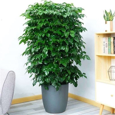 发财树幸福树四季常青图片