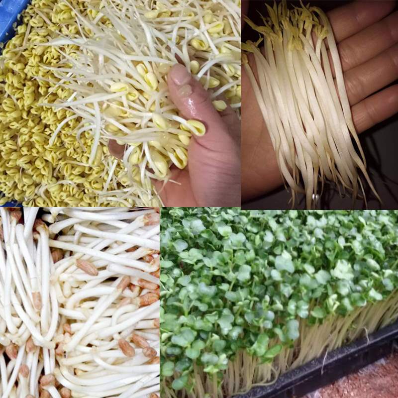绿色豆芽无根剂生长素调节剂代替ab芽苗菜去根豌豆苗花生芽增粗剂