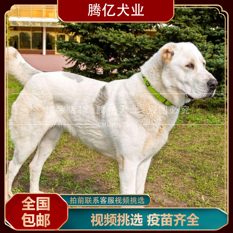 纯种中亚牧羊犬巨型超大中亚犬幼犬俄罗斯大型狗活幼体宠物狗