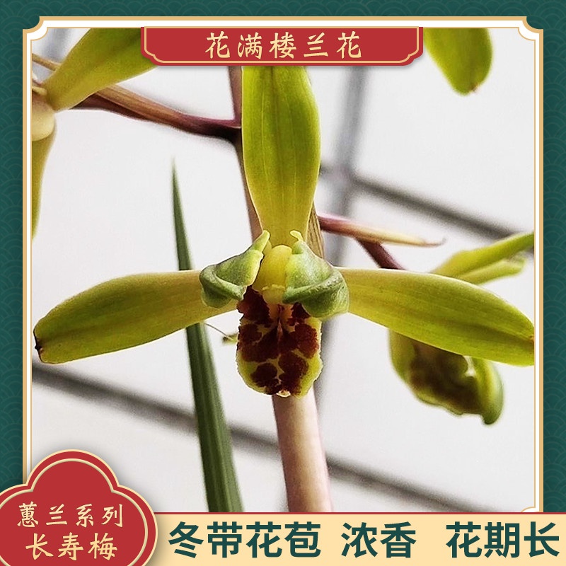 新品兰花苗蕙兰长寿梅原生老种冬带花苞浓香型阳台花卉办公室盆栽