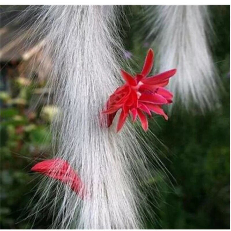 桌面一物一拍九尾狐多肉花语兔耳好养姬胧月大花绿植莲花酥皮鸭