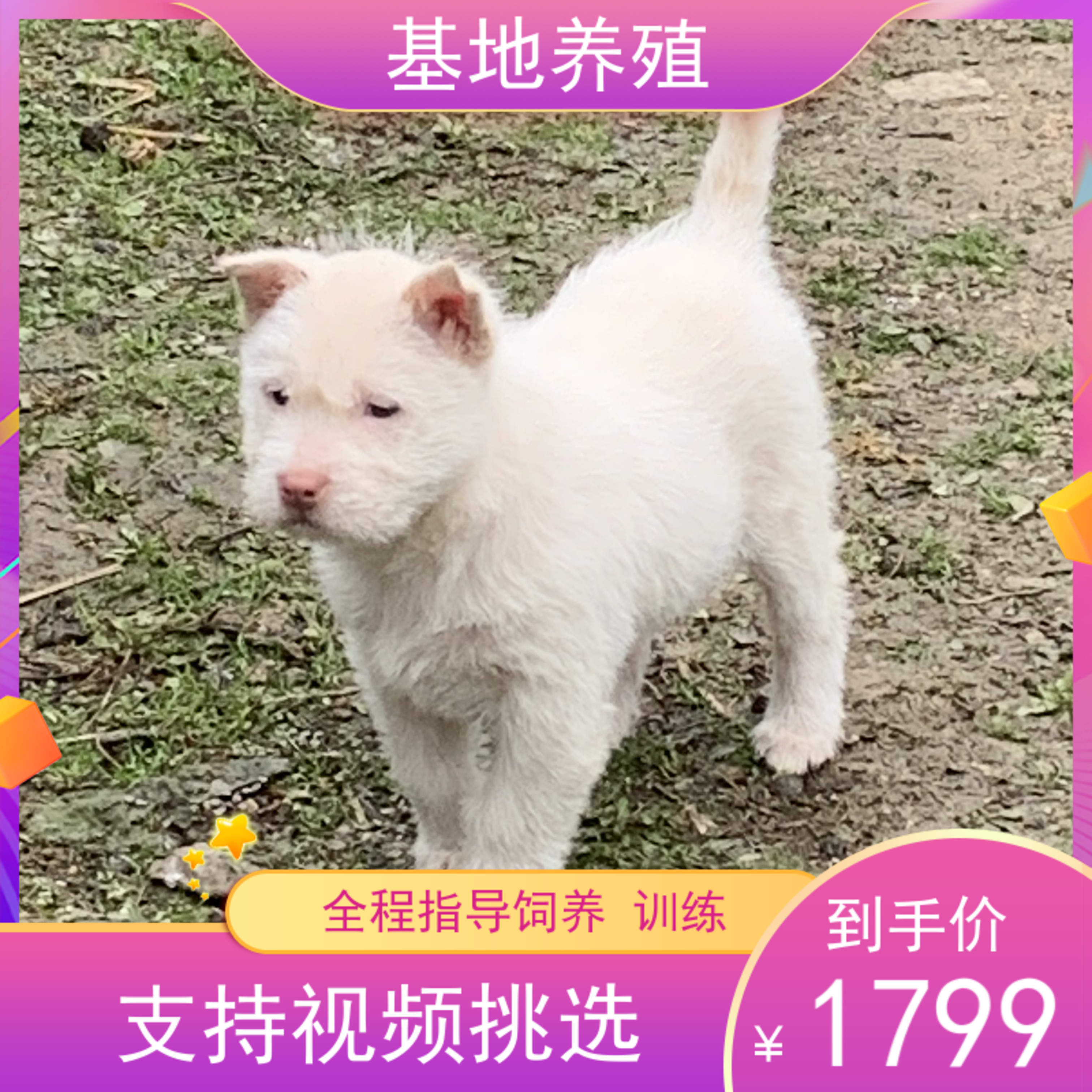 下司犬