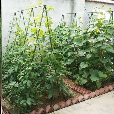 藤植物蔬菜箱用品架茄子架种植丝瓜类葡萄室外园艺爬藤攀爬天台.