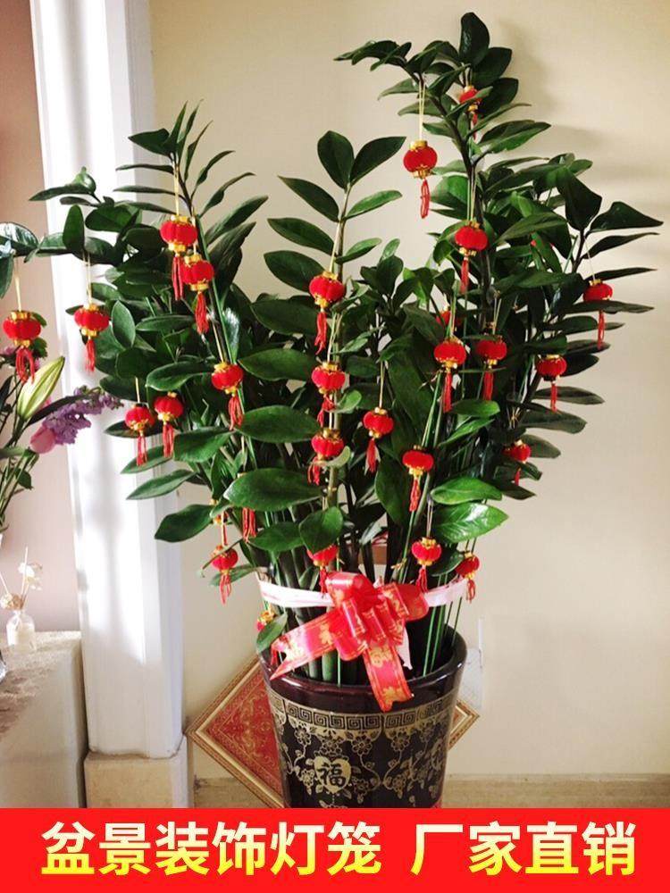挂树上的装饰品红色室外小号室外发财树小灯笼树枝过新年小号春节