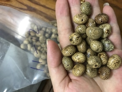 高密元宝籽价格_高密元宝籽多少钱_好便宜网