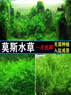 鱼缸真水草造景散装垂泪莫斯火焰三角美凤绿藻球懒人草坪蕨类淡.