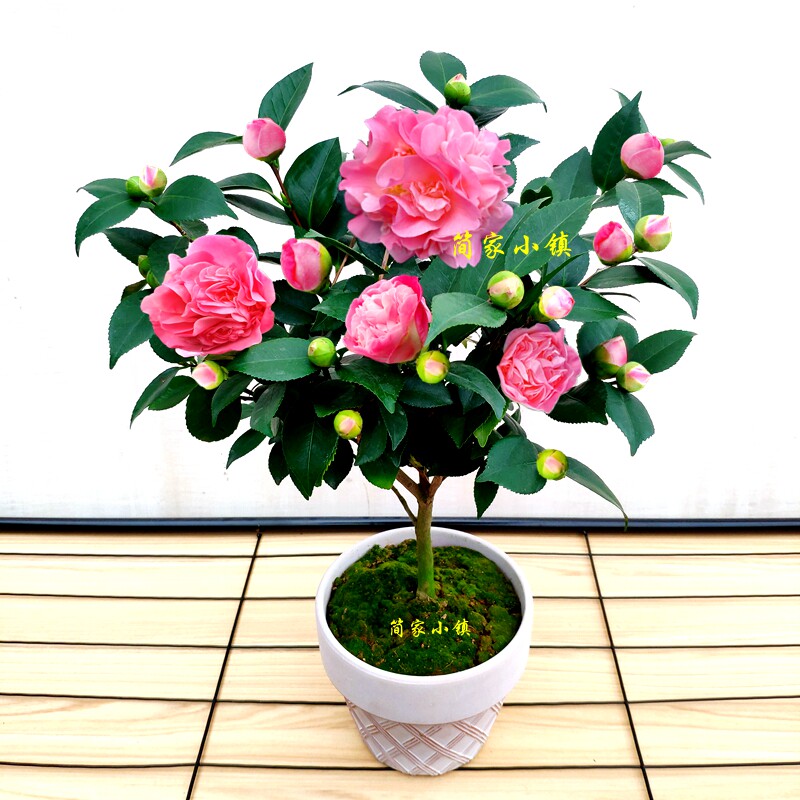 烈香香妃茶花盆栽带花苞山茶花庭院大棵树阳台花卉绿植带香味促销