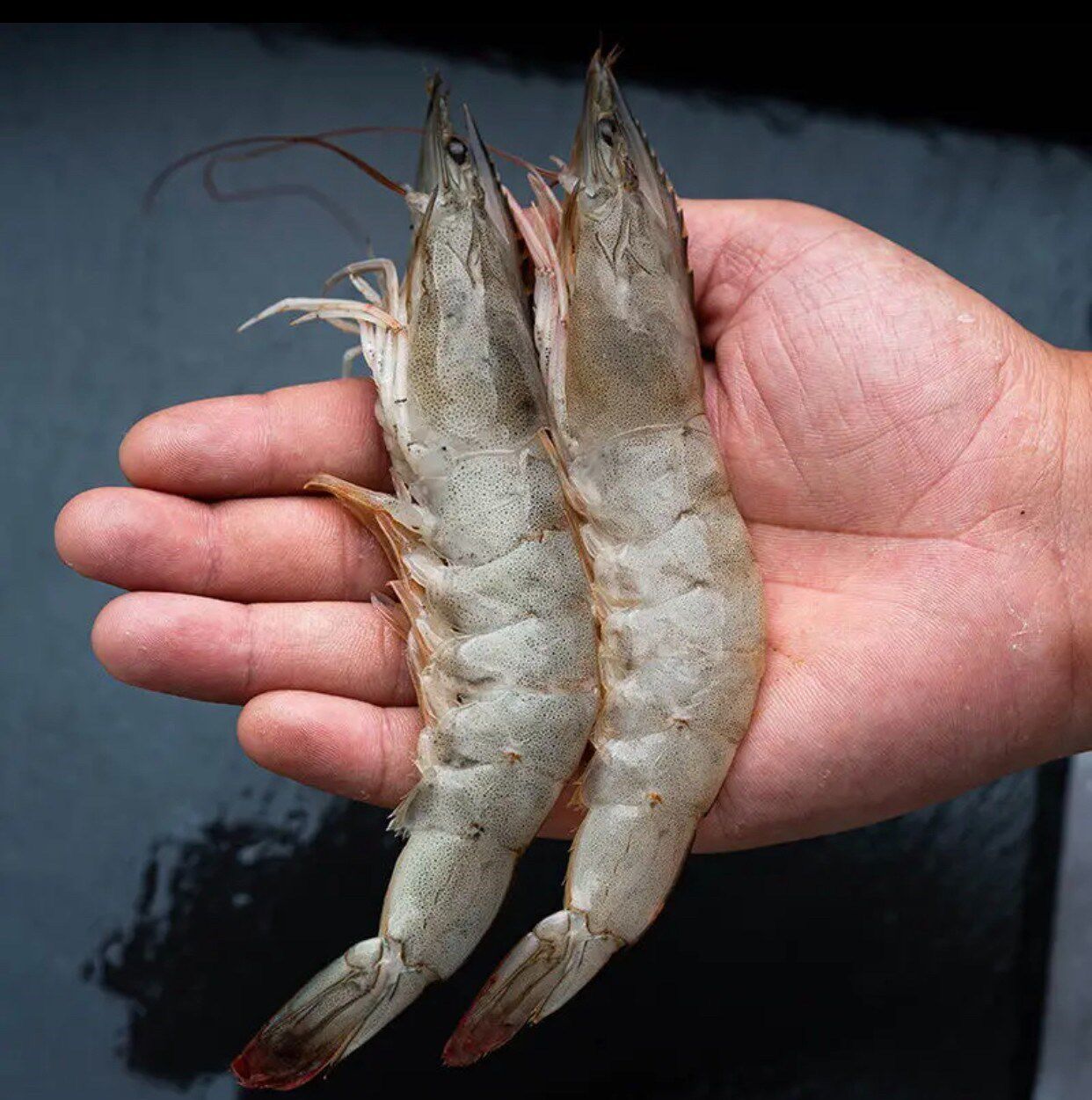 海水虾淘宝天猫优惠券大全_品牌精品汇聚_价格大全 pc版 -最宠网