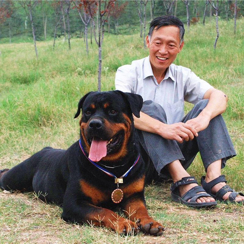 罗威纳幼犬纯种幼崽德系巨型大型成年护卫犬赛级防爆狗活幼体断.