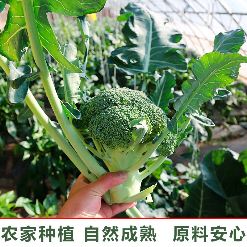 凍幹西蘭花粉500g純粉食用健身膳食纖維無添加沖泡寶寶蔬菜粉在類目 咖啡/麥片/衝飲, 天然粉粉食品中 - 來自Buy2taobao.com提供專業的淘寶代購服務