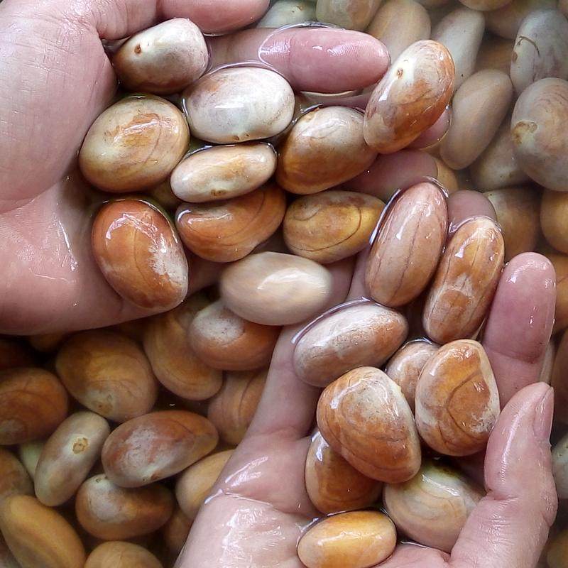 热销菠萝蜜果核仁籽包邮