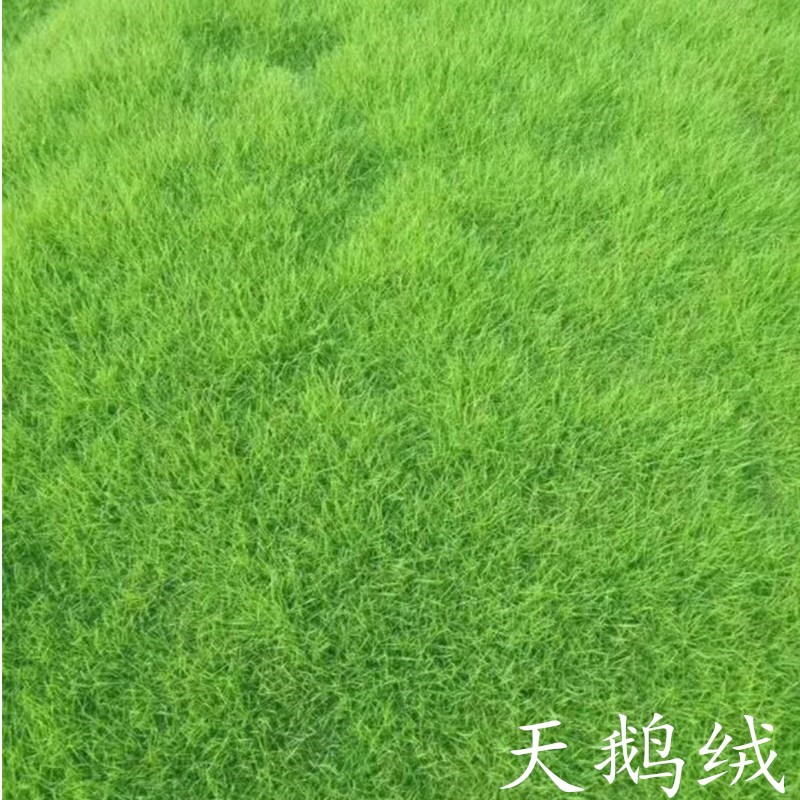 草坪种子四季青耐寒