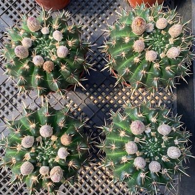 仙人球狮子王丸图片