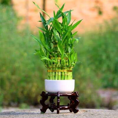 富贵竹三层竹塔价格