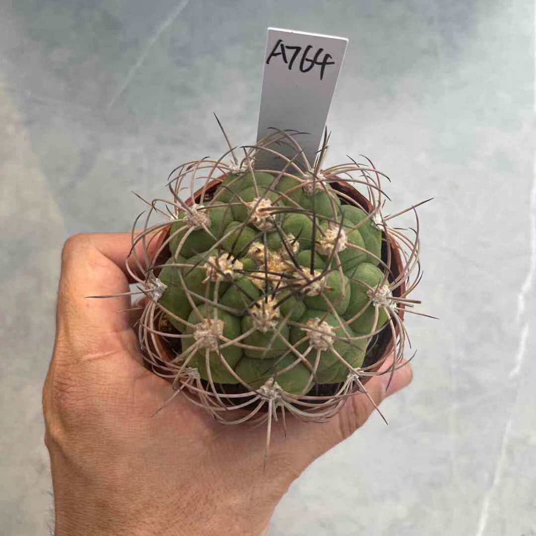 新天地仙人球强刺狂刺黑刺仙人掌科一物一拍开花大花美花丽花