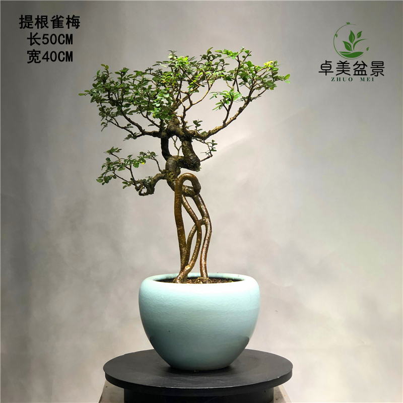 小叶雀梅盆景树桩悬崖造型山水假山盆景植物老桩室内客厅绿植盆栽