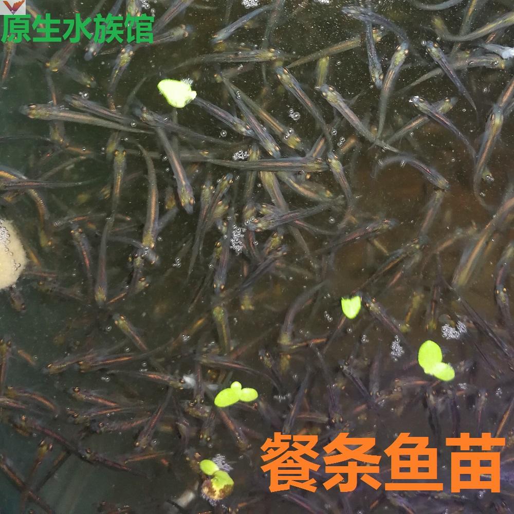 新工具免群原生鱼条条鱼餐免鱼餐冷水邮赏鱼苗白条鱼
