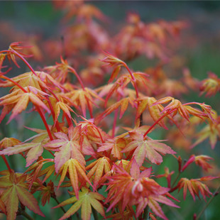 日本枫树茜 红枫盆栽树苗彩色树种小叶鸡爪槭山红叶盆景 花园盆栽