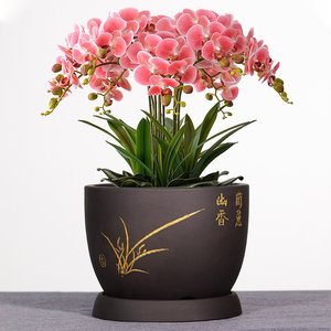 2j2紫砂花盆兰花盆蝴蝶兰君子兰花盆陶瓷家用大号绿植花卉盆栽盆