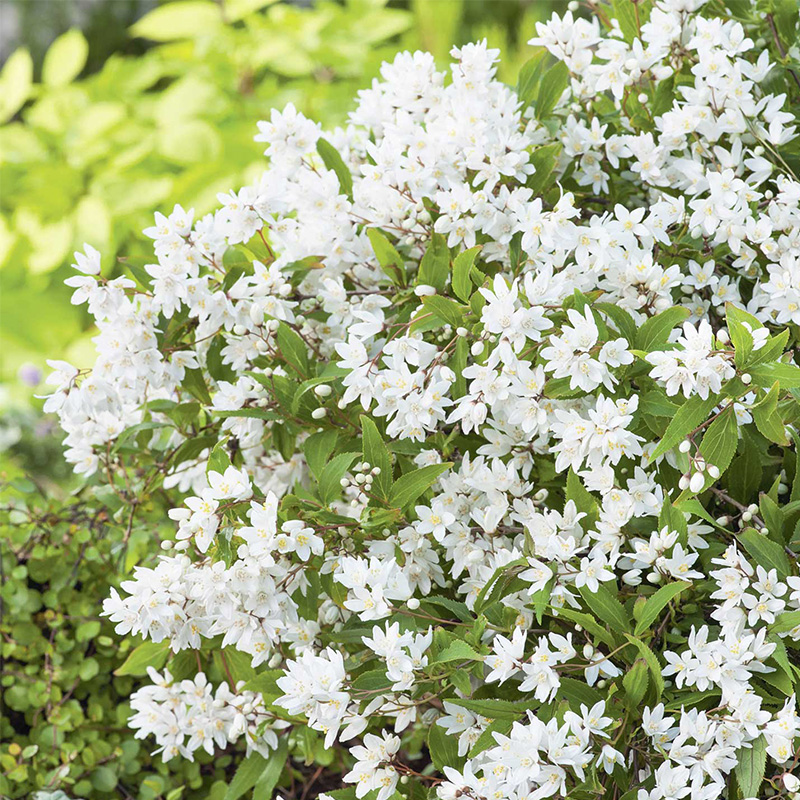 冰生溲疏白色花庭院多年生耐热耐寒耐阴四季花卉盆栽好养活开花