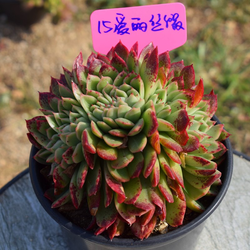 多肉植物老桩一物一拍清仓包邮_新品爱丽丝缀化一物一拍多肉植物包邮