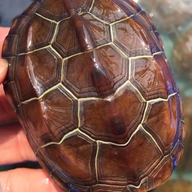 新品发财龟招财一对金钱大龟龟苗纯种一对金龟宠物龟小乌龟活物3