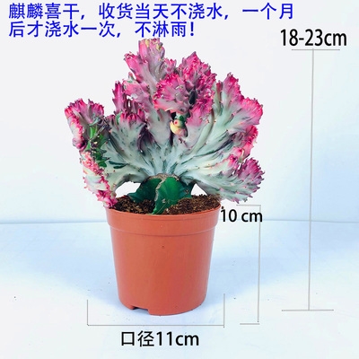 麒麟花卉盆栽植物珊瑚建自由铁甲仙人掌装饰万重z山盆景不断