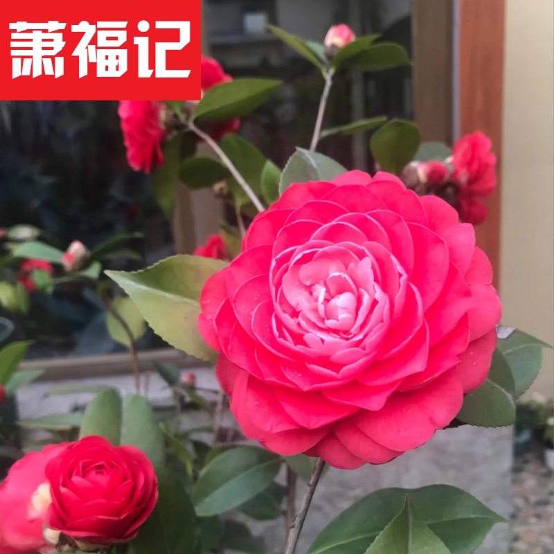 红赤丹山茶花树盆栽带花苞发货六角大红四季常青绿植重瓣茶花包
