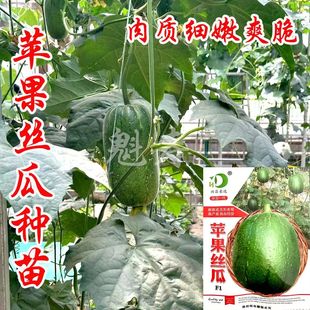 台湾苹果丝瓜种子可生吃短棒肉丝瓜菜瓜种籽高产四季盆栽蔬菜种子