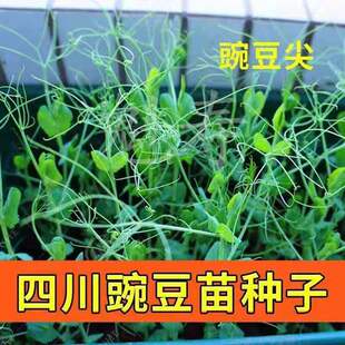 四川无须豌豆苗种籽豌豆尖芽苗菜种子芽菜小青菜阳台四季盆栽蔬菜