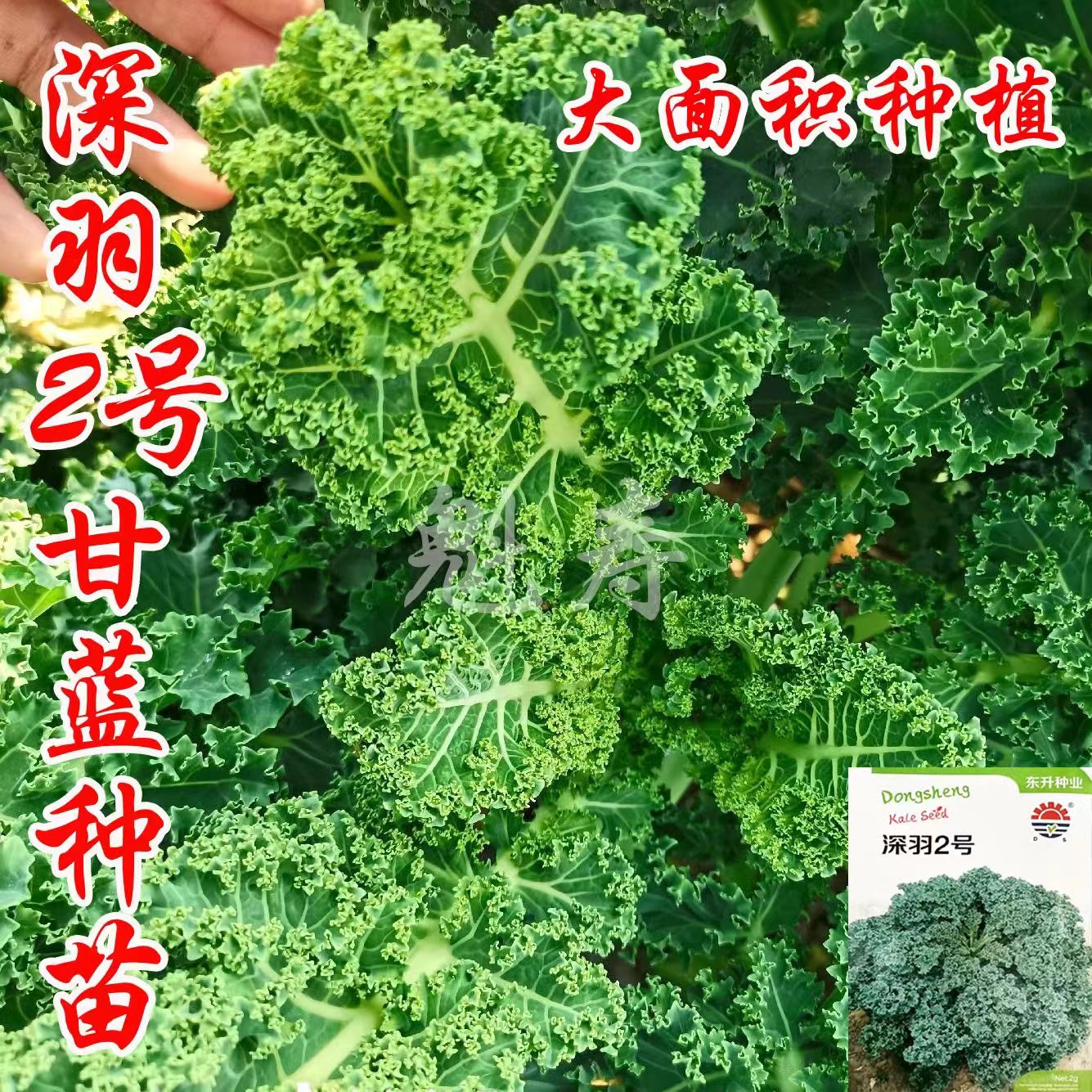 深羽2号绿色羽衣甘蓝种籽红羽衣苗长叶四季阳台盆栽观赏蔬菜秧苗