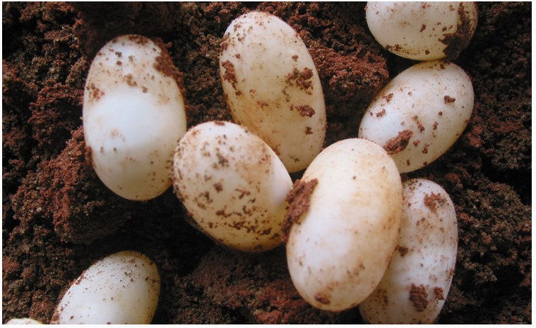 草龟淘宝优惠券