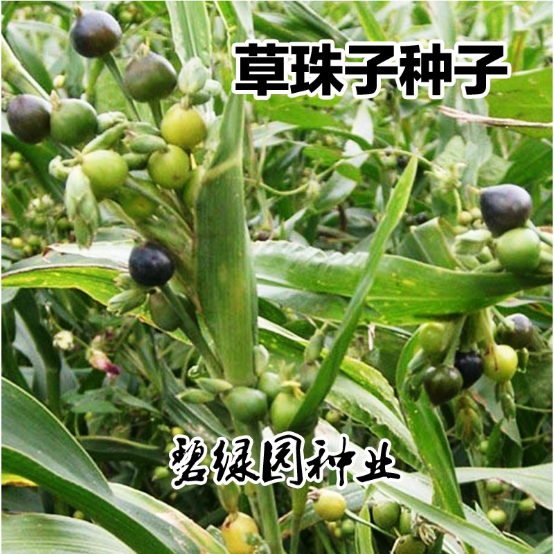 草珠子和薏米怎么分辨图片