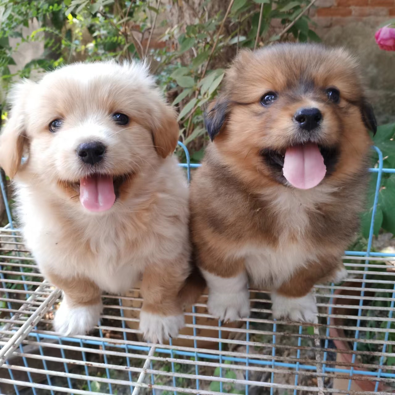 中华田园犬小白狗混血狗幼犬博美串串狗活体泰迪混血宠物幼崽