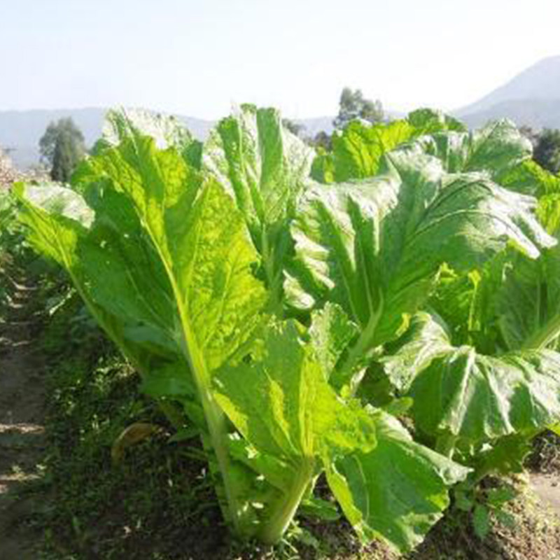 温州芥菜种子大全小青菜种籽叶用芥菜种孑泡菜秋四季高产蔬菜种籽