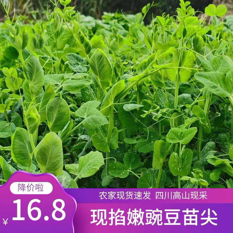 四川新鲜嫩豌豆苗尖1-2-4斤青绿 0元优惠券               现价 $22.